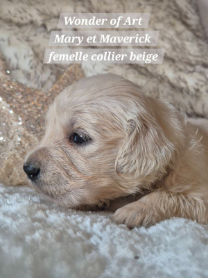 Les chiots de Golden Retriever