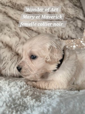 Les chiots de Golden Retriever