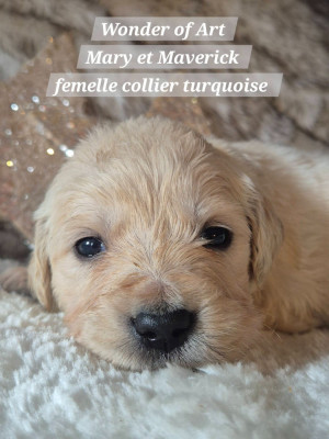 Les chiots de Golden Retriever