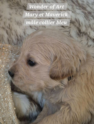 Les chiots de Golden Retriever