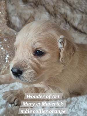 Les chiots de Golden Retriever