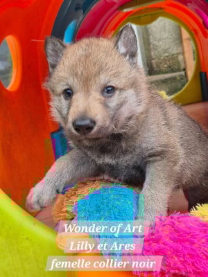 Chien-loup tchecoslovaque