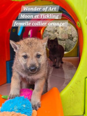 Les chiots de Chien-loup tchecoslovaque