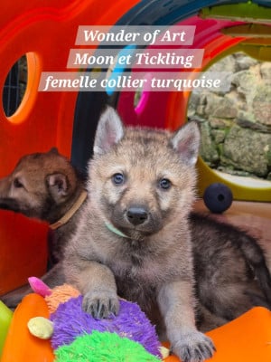 Les chiots de Chien-loup tchecoslovaque