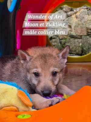 Les chiots de Chien-loup tchecoslovaque