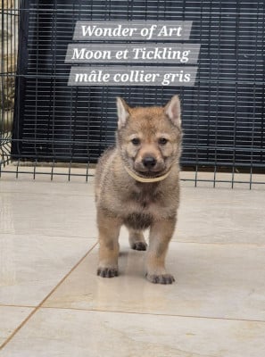 Les chiots de Chien-loup tchecoslovaque