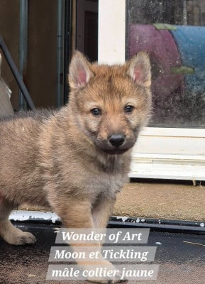 Les chiots de Chien-loup tchecoslovaque