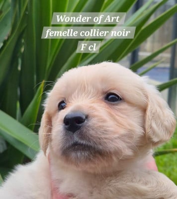 Les chiots de Golden Retriever