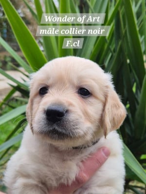 Les chiots de Golden Retriever