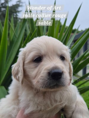 Les chiots de Golden Retriever