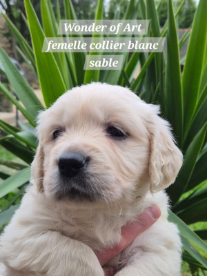 Les chiots de Golden Retriever