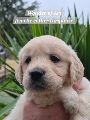 Les chiots de Golden Retriever