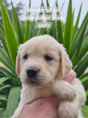 Les chiots de Golden Retriever