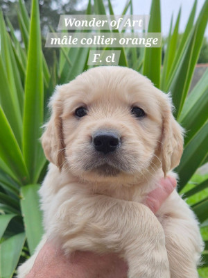 Les chiots de Golden Retriever
