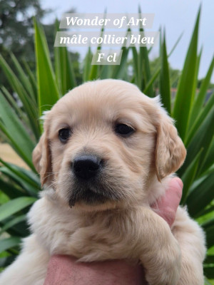 Les chiots de Golden Retriever