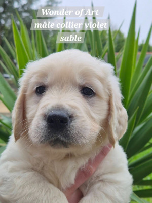 Les chiots de Golden Retriever