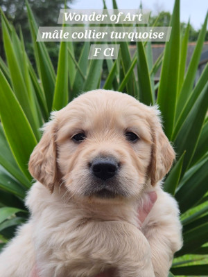 Les chiots de Golden Retriever