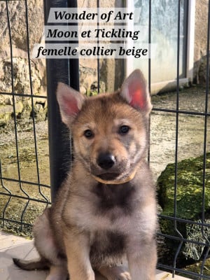 Les chiots de Chien-loup tchecoslovaque