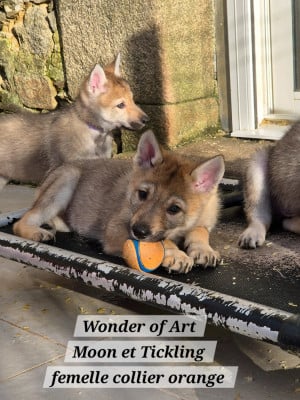 Les chiots de Chien-loup tchecoslovaque