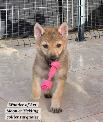 Les chiots de Chien-loup tchecoslovaque