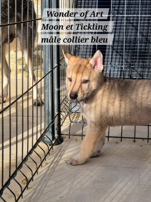 Les chiots de Chien-loup tchecoslovaque