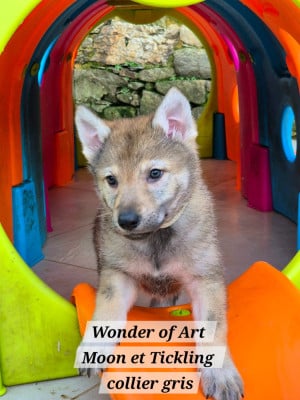 Les chiots de Chien-loup tchecoslovaque