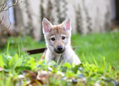Les chiots de Chien-loup tchecoslovaque