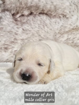 collier gris - Golden Retriever