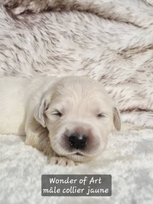 collier jaune - Golden Retriever