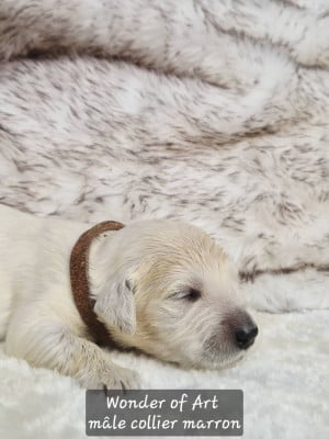 collier marron - Golden Retriever