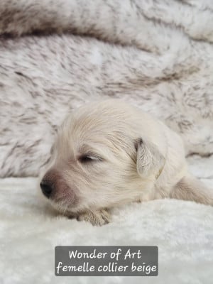 collier beige - Golden Retriever