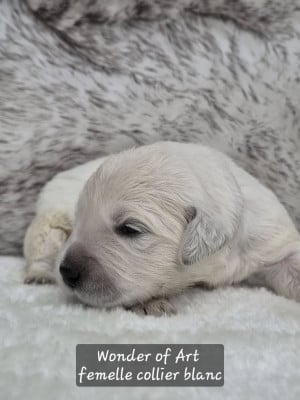 collier blanc - Golden Retriever
