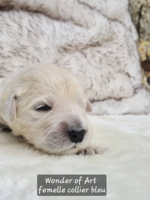 collier bleu - Golden Retriever