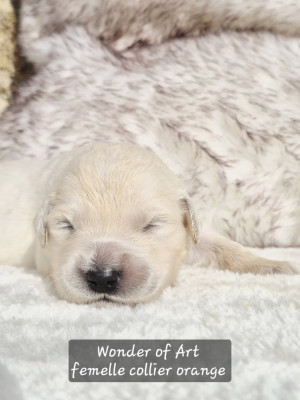 collier orange - Golden Retriever
