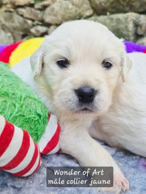 Les chiots de Golden Retriever