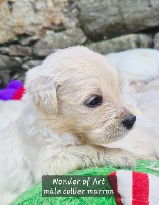 Les chiots de Golden Retriever