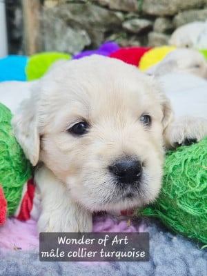 Les chiots de Golden Retriever