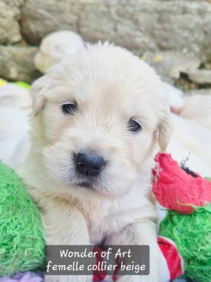 Les chiots de Golden Retriever