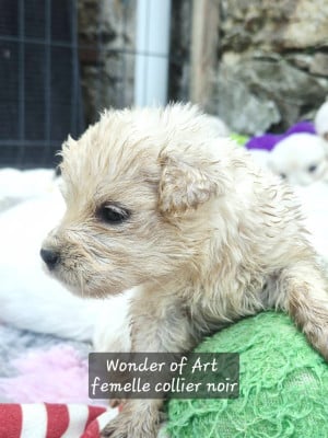 Les chiots de Golden Retriever
