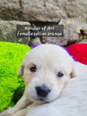 Les chiots de Golden Retriever