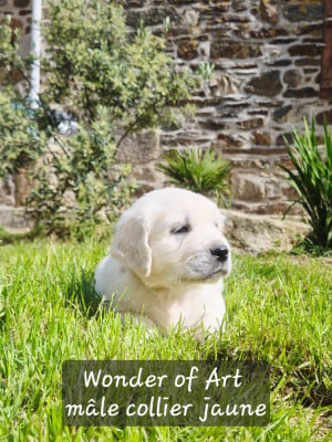 Les chiots de Golden Retriever