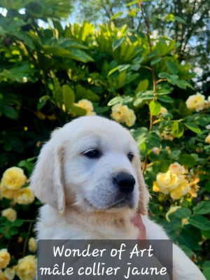 Les chiots de Golden Retriever
