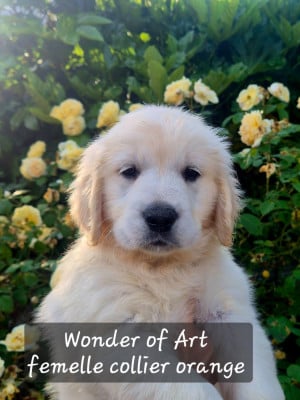 Les chiots de Golden Retriever