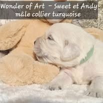 Les chiots de Golden Retriever