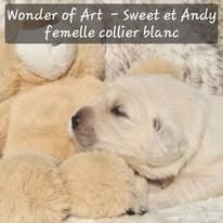 Les chiots de Golden Retriever