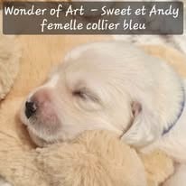 Les chiots de Golden Retriever