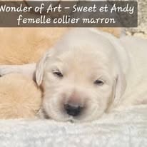 Les chiots de Golden Retriever