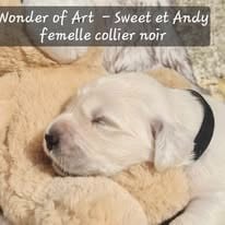 Les chiots de Golden Retriever