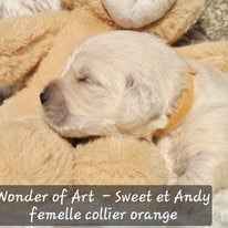 Les chiots de Golden Retriever
