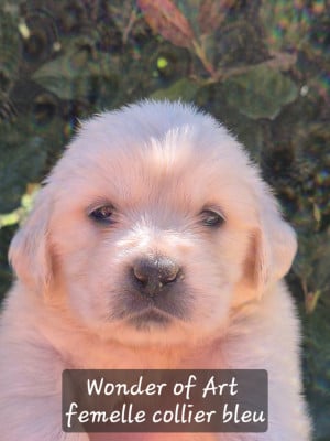 Les chiots de Golden Retriever